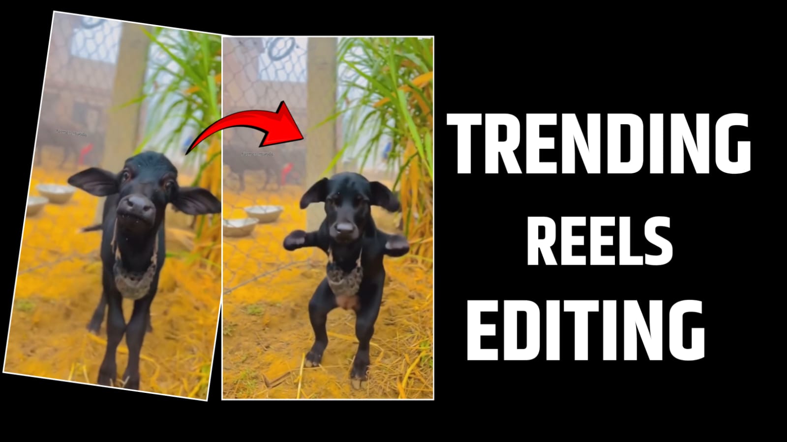 Trending Cow Ai Video Editing